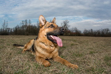 German Shepherd playing