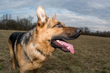 German Shepherd playing