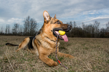 German Shepherd playing