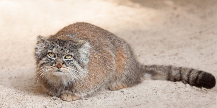 manul or pallas cat