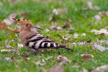 Hoopoe or upupa