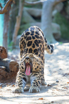 amur leopard