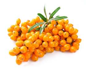 Sea buckthorn
