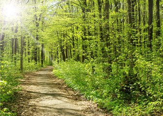 green leaves