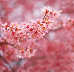 Cherry Blossom. Sakura in Springtime. Beautiful Pink Flowers