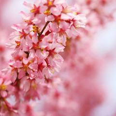 Obraz na płótnie Canvas Cherry Blossom. Sakura in Springtime. Beautiful Pink Flowers