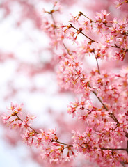Cherry Blossom. Sakura in Springtime. Beautiful Pink Flowers