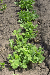 Peas growing in the garden.