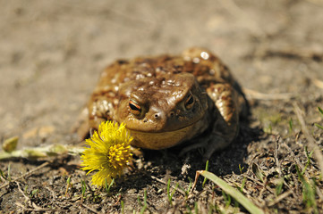 Toad in the sun warms up with flower