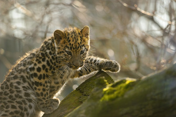 Amur leopard cub on tree