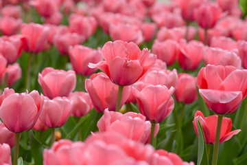 Beautiful pink tulips in a garden