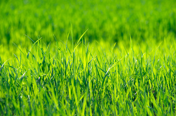 green grass