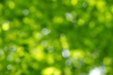 Obraz premium wiosna tło bokeh