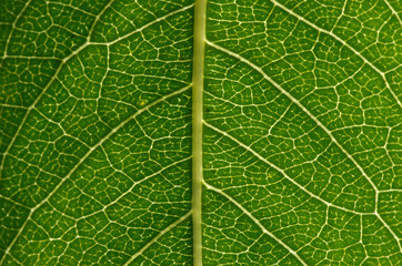 green leaf as background