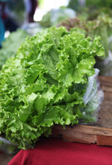 market lettuce