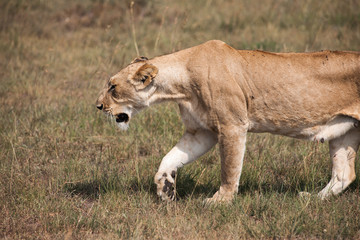 lion