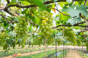 Green grapes