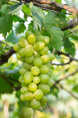Green grapes