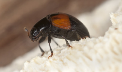 Tritoma bipustulata on fungi