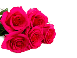 beautiful roses isolated on white
