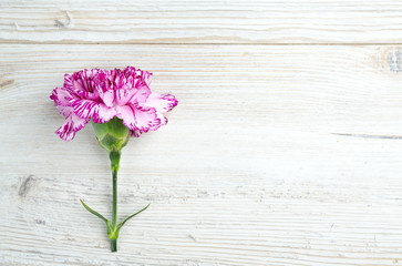 beautiful carnation flowers on wooden surface