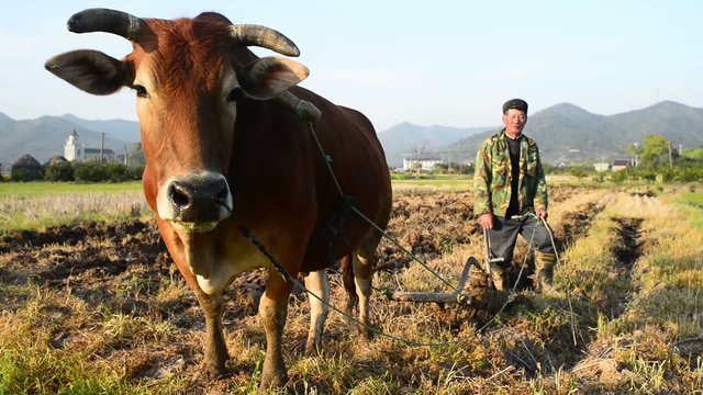 Farmer spring ploughing sow with buffalo in Zhejiang China.