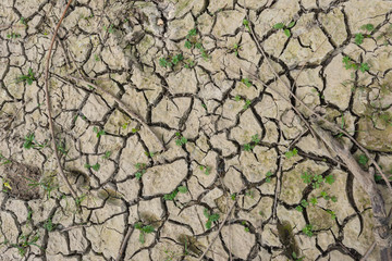 Cracked clay soil with small plants