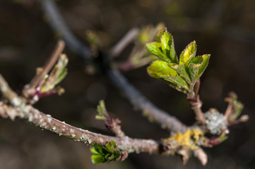 Fresh Growth
