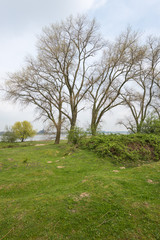 Large trees with young leaves in springtime