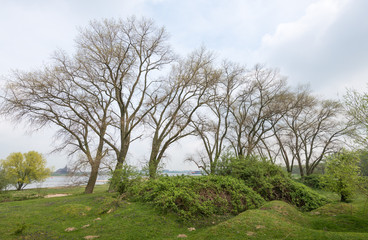 Large trees with young leaves in springtime