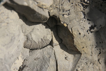 amonite