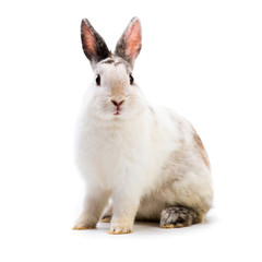 Obraz premium Rabbit