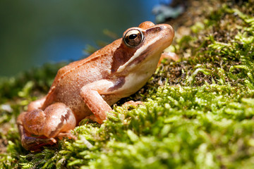 Rana Temporaria - Brown Frog on Green Moss