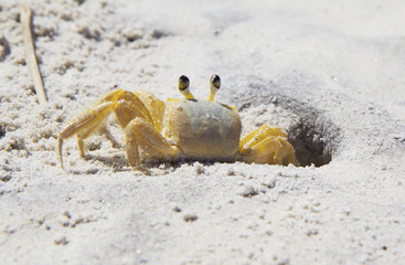 Crab