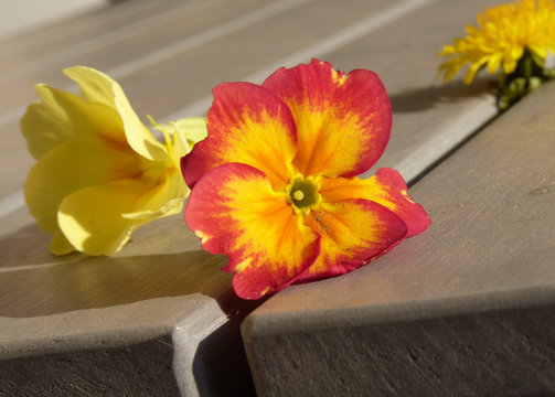 11 BESTE "Gelbe Sommerblumen" BILDER, STOCK-FOTOS & -VEKTORGRAFIKEN