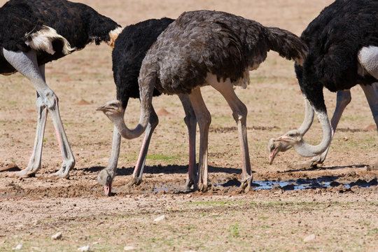 Group of ostriches at a waterhole in the dry desert