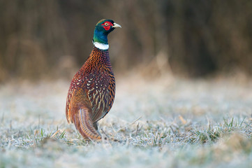 Pheasant