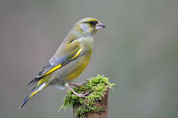 Obraz premium Greenfinch