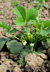 Strawberry bush blooming in the garden in April.