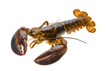 Raw lobster