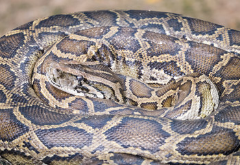 Close up snake