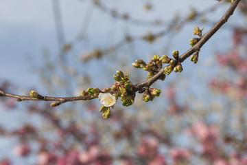 pink  flowers on the branches