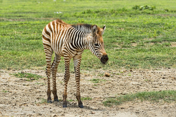 Fototapeta na wymiar Tanzania-Zebra-12655