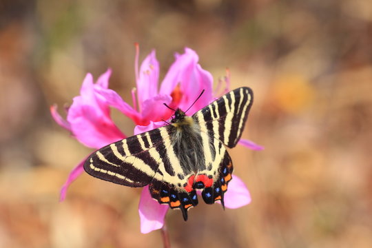 Japanese Luehdorfia (Luehdorfia japonica) in Japan