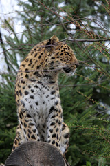 Fototapeta na wymiar Amurleopard