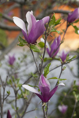 blooming magnolia flowers in spring