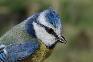 Blue Tit, Parus caeruleus