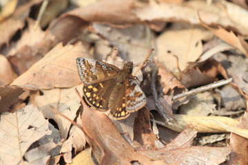 Erynnis montanus butterfly in Japan