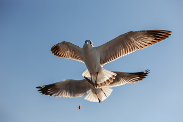 seagull