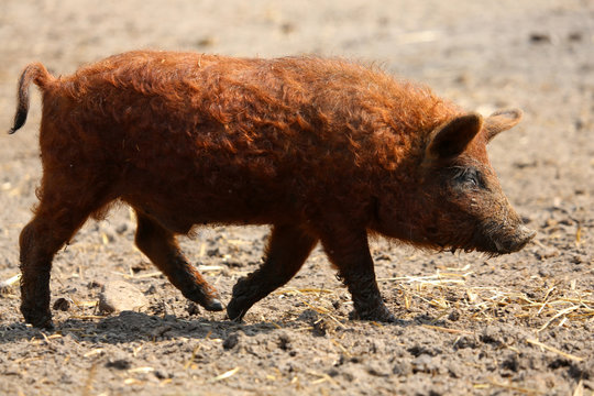 Ungarisches Wollschwein